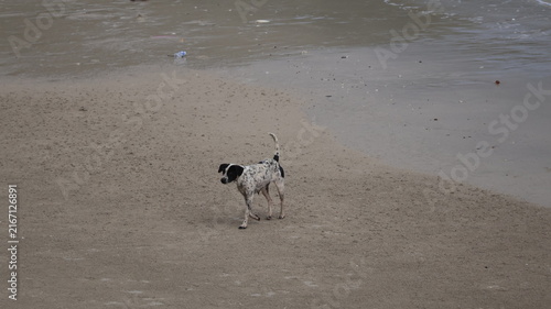 Cuadro en lienzo A black and white dog stands on a sandy beach near the water's edge, gazing towards the sea