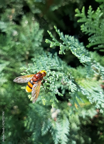 фотографія Macro shot of hornet hoverfly Volucella zonaria sitting on green evergreen conifer branch