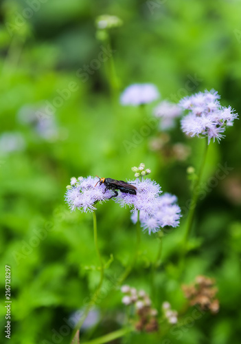 It could be a Texas wasp moth resting on the top of a agastache flower, a close-up of this diurnal moth that mimics a wasp.