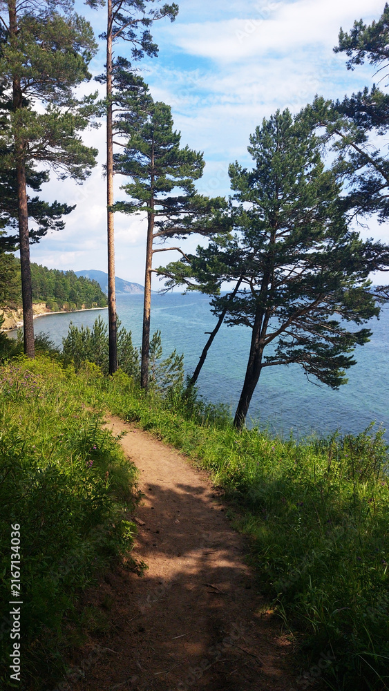 Obraz premium Forest trail with pine trees overlooking Lake Baikal, scenic woodland hiking path