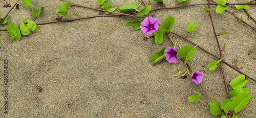 Photography Exposed Sand Layer and Natural Beach Erosion After Low Tide