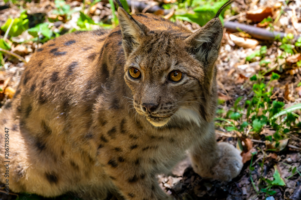 Obraz premium Eurasian lynx sitting on a forest floor and looking curious, with amber eyes, black ear tufts, spotted fur, green plants and dry leaves surrounding its body