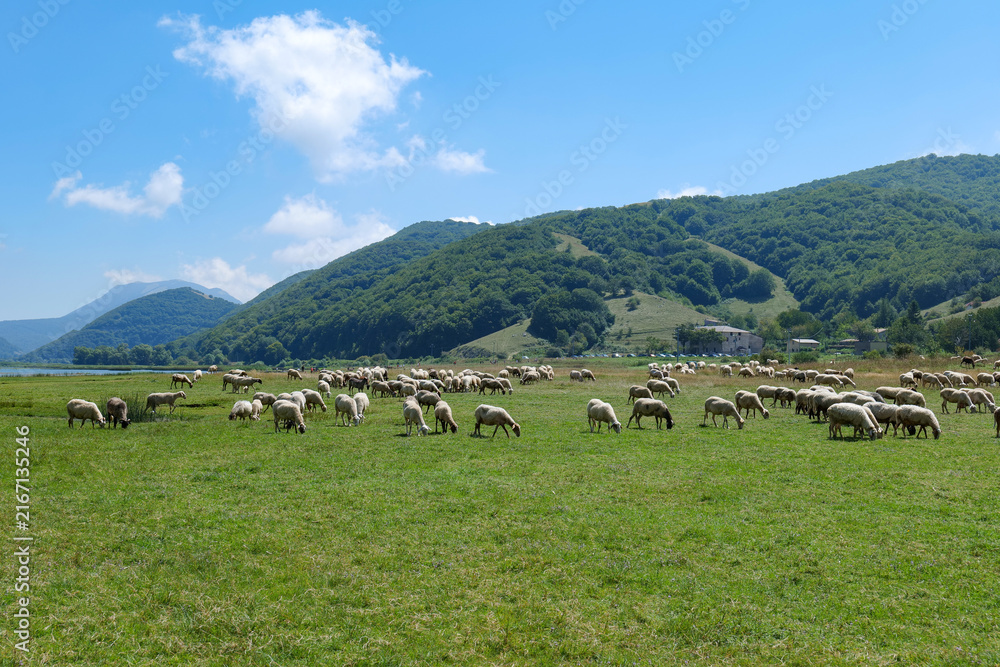 Obraz premium Sheep grazing on the shore of Lake Matese in the mountains of Campania, Italy.