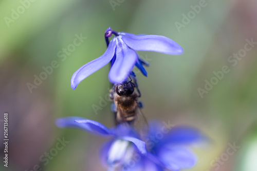 Honey bee pollinating blue siberian squill flower in early spring forest, macro