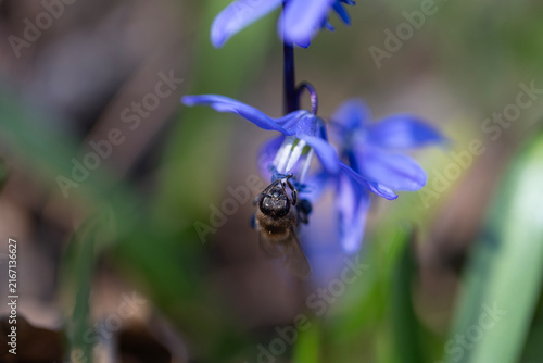 Honey bee pollinating blue siberian squill flower in early spring forest, macro
