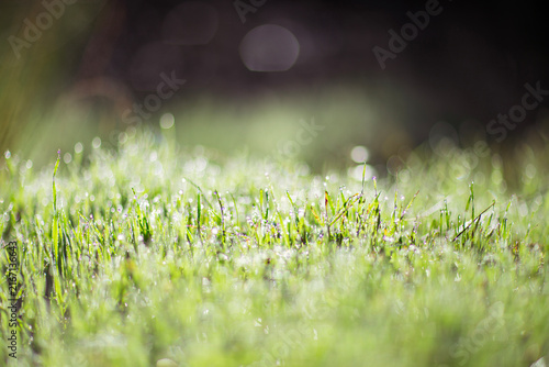 Fresh green grass with morning dew drops in sun light, soft bokeh macro texture