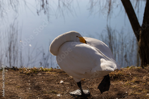 Whooper swan sleeping on lake shore, white bird resting on one leg in spring day