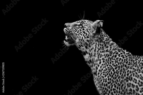 Photography Leopard