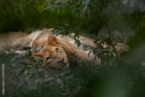 Canvas Print Lion cub