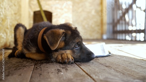 German Shepherd puppy resting sadly on wooden floor with metal bowl nearby