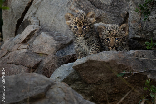Photography Leopard Cubs