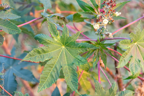 Obraz na płótnie Castor bean plant large green palmate leaves red stems flowers seed pods growing