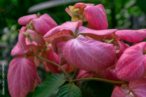 Obraz na plátně Pink Mussaenda flowers large colorful bracts blooming among lush green leaves cr