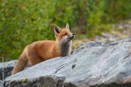 Red fox, Vulpes vulpes
