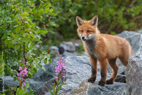 Red fox, Vulpes vulpes