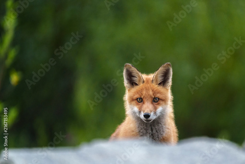 Red fox, Vulpes vulpes