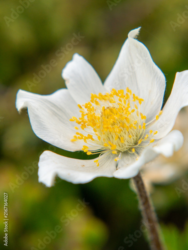 Bild auf Leinwand White alpine anemone flower with curled petal edges