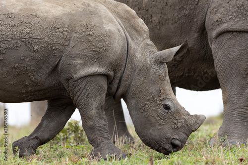 Canvas Print Rhino baby