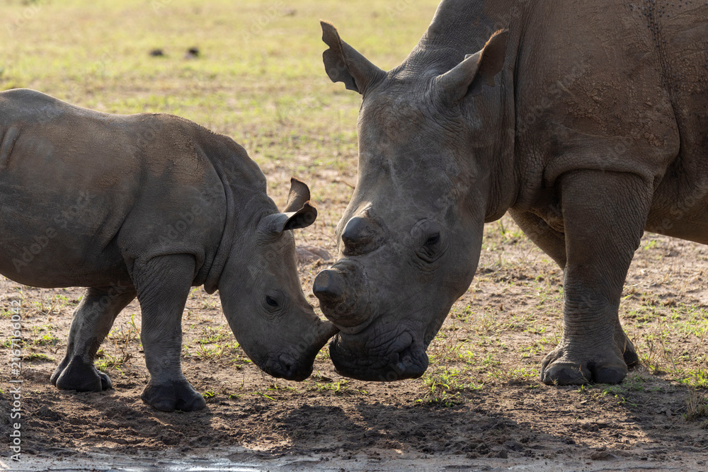 Fototapeta premium Rhino with mother