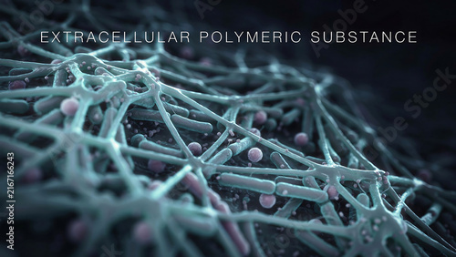 Microscopic view of extracellular polymeric substance forming a biofilm matrix structure