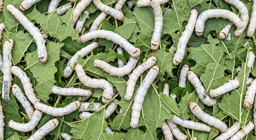 White silkworms actively crawling and feeding on shredded green mulberry leaves