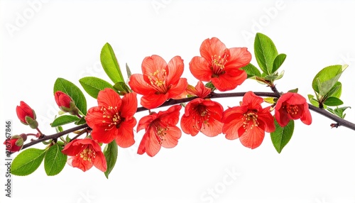 Extended coral branch with numerous red blossoms and fresh foliage, decorative nature element
