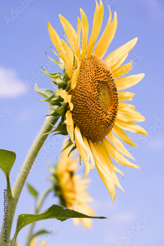 sunflower on blue sky