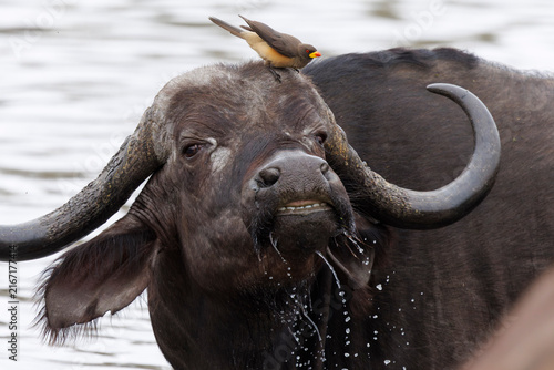Konstfotografi Buffalo with Oxpecker