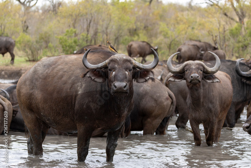 Buffalo herd