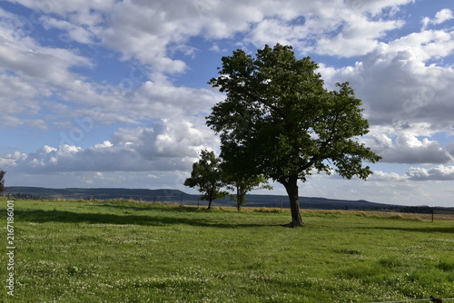 Foto Baum in der Sonne auf der Wiese, vor Wolken-Himmel