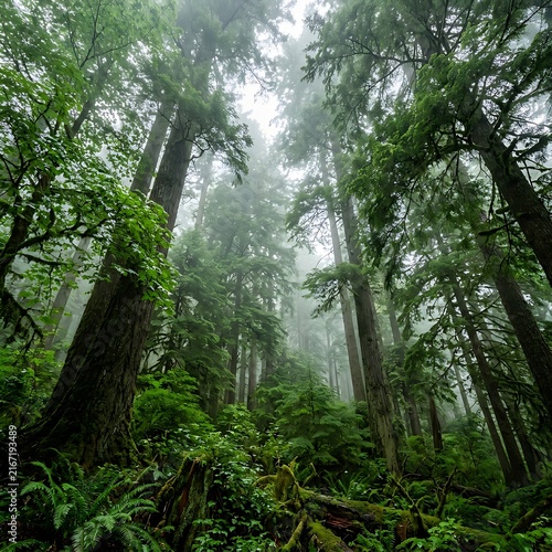 Foggy evergreen forest with tall trees and lush ferns.