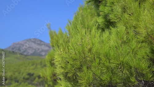 Pine tree by the sea with mountains in the background.
Green pine tree branches, close up.