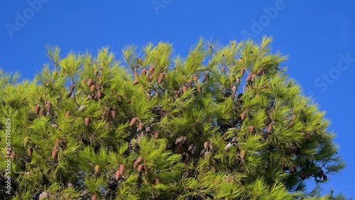 Coastal pine tree branch with green needles and woody cones. Close up of evergreen pine foliage. Pine tree branch with green needle-like branchlets and small woody cones by the coast.