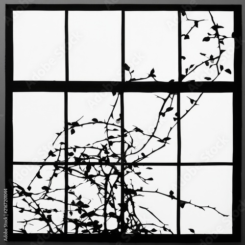 Silhouette of Climbing Plant Branches Against a Bright Window Pane.