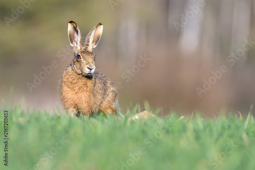 Canvas Print Solitary Brown Hare Perched Quietly in Summer Grass, Norfolk, UK