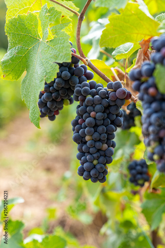 Red grape bunches hanging on a vine