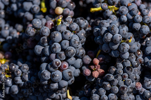 Photography Close up of harvested red grapes