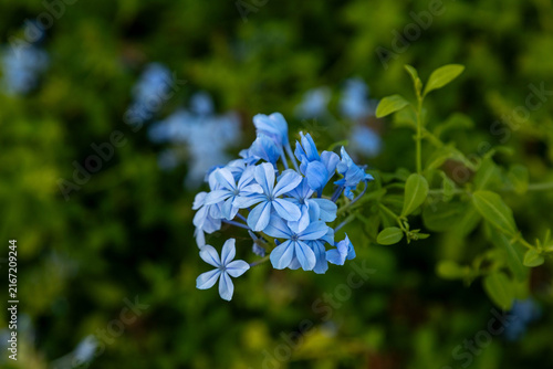 Bild auf Leinwand Delicate blue Plumbago auriculata flowers blooming in the Mediterranean