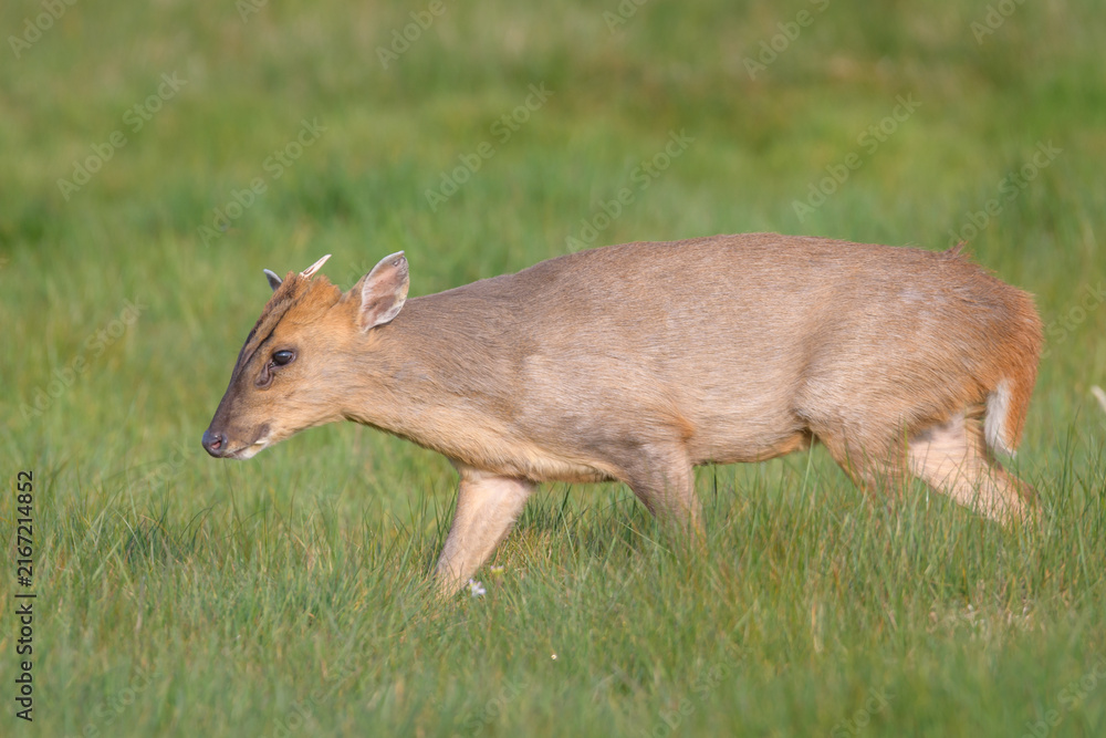 Fototapeta premium Reeves's Muntjac Deer Walking Across Open Grassland, Norfolk, UK