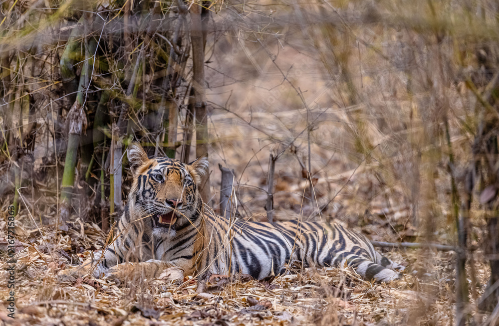 Fototapeta premium Tigress (Panthera tigris) in the forest of bandhavgarh tiger reserve.