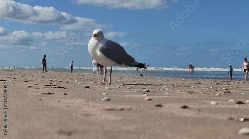 Seagull Bird Posing on Sandy Beach Coastline