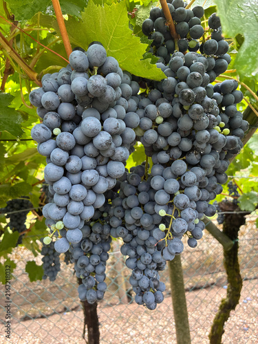 Fotografía Ripe bunches of Cabernet grapes.