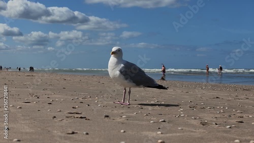 Coastal Seagull Standing on Shoreline Sand