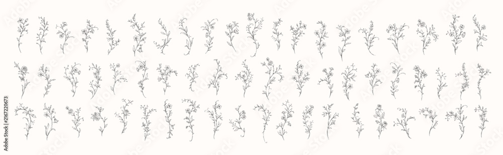 Fototapeta premium Floral whimsical rococo design elements. Vintage flowers and botanical calligraphy for packaging, wedding greeting card