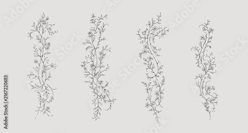 Floral whimsical or rococo borders. Vintage flowers and botanical calligraphy for packaging, wedding greeting card or