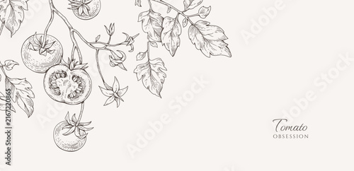 Background with tomatoes brunch and leaves. Detailed hand drawn ink illustration for template layout design, brochure or cover for food card