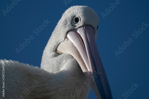 White pelican head against deep blue sky
