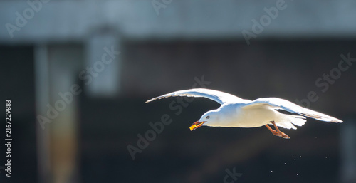 Foto Seagull soars low above water, wings wide