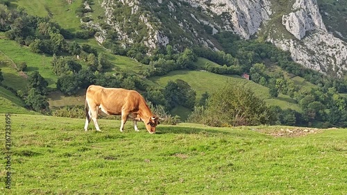 A cow grazing in the meadows of Picos de Europa, Spain