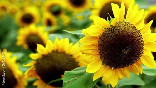 4K Ultra HD Nature Wonders High-Quality Stock Footage for Projects